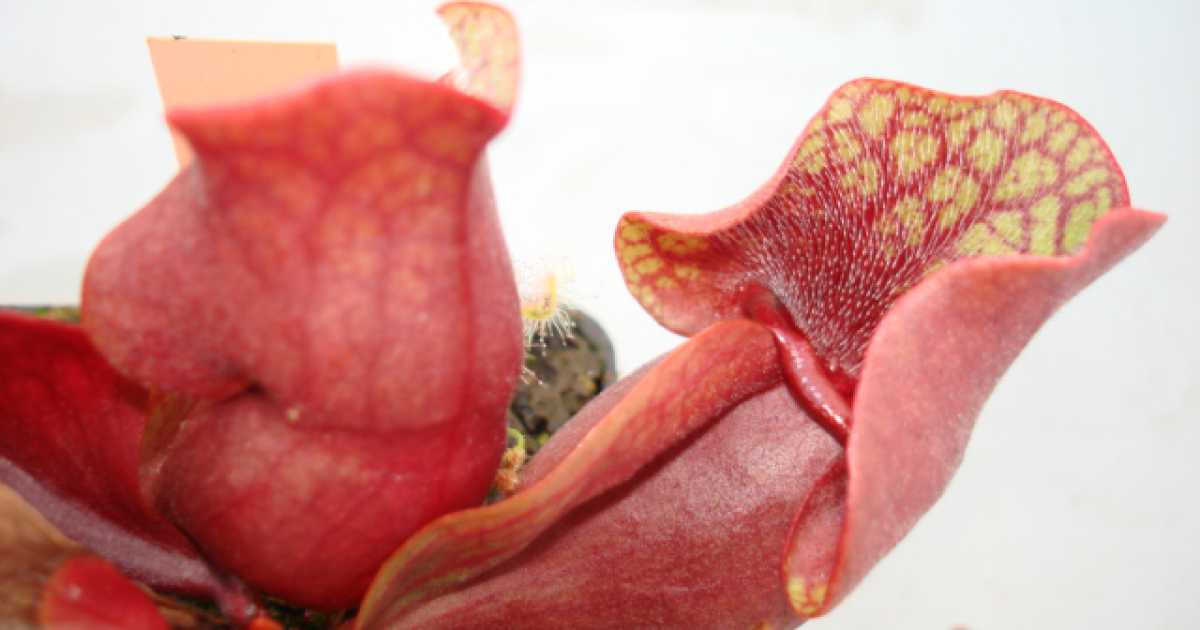 Domenico, collezionista di piante carnivore: �Tranquilli, mangiano solo rettili e uccelli�